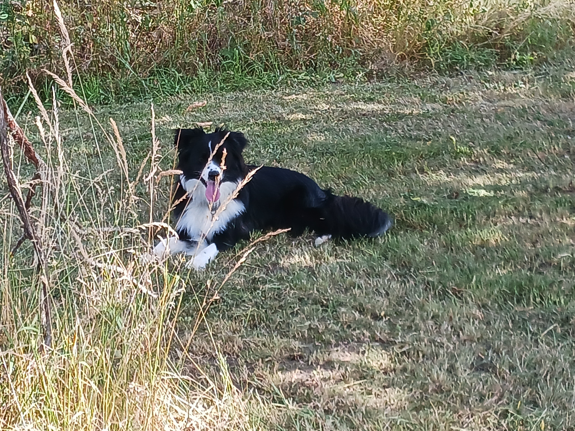 Koda